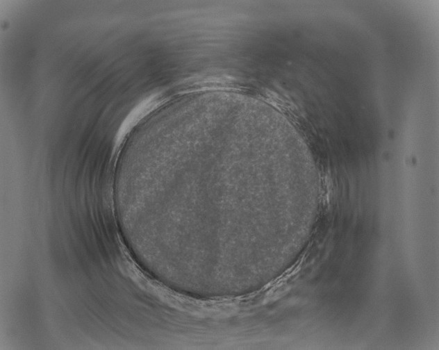 X0000072530004200608041609