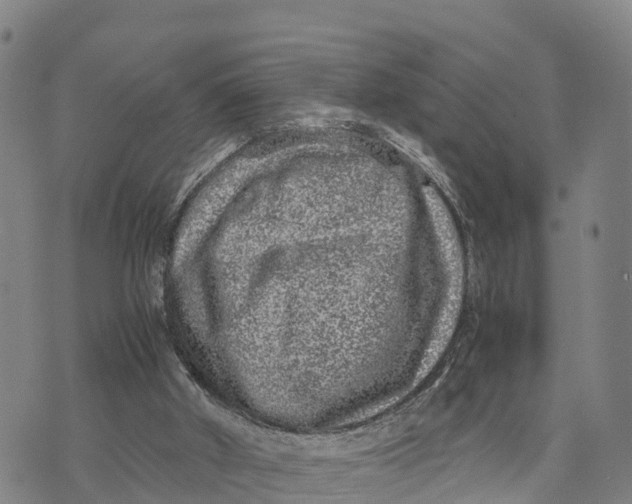 X0000072530010200608041609