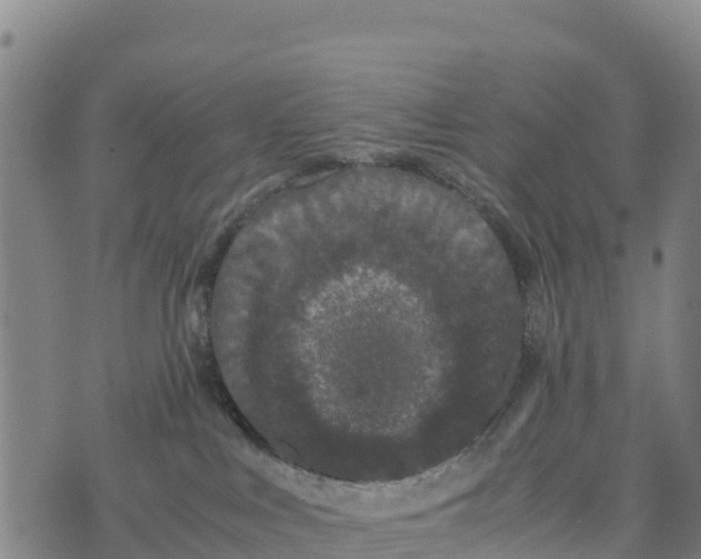 X0000072530043200608041608