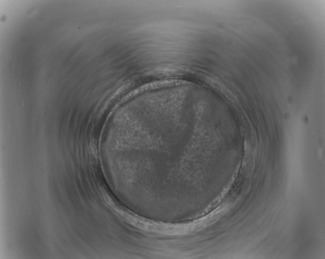 X0000072530048200608041608