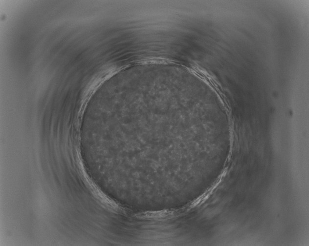 X0000072530049200608041607