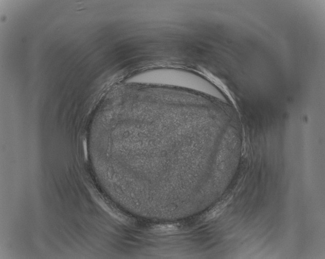 X0000072530061200608041607