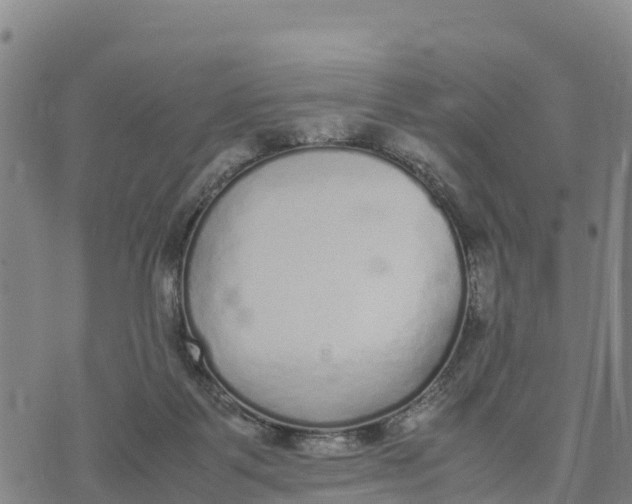 X0000072530123200608041607