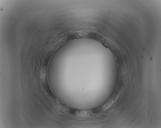 X0000072530129200608041607