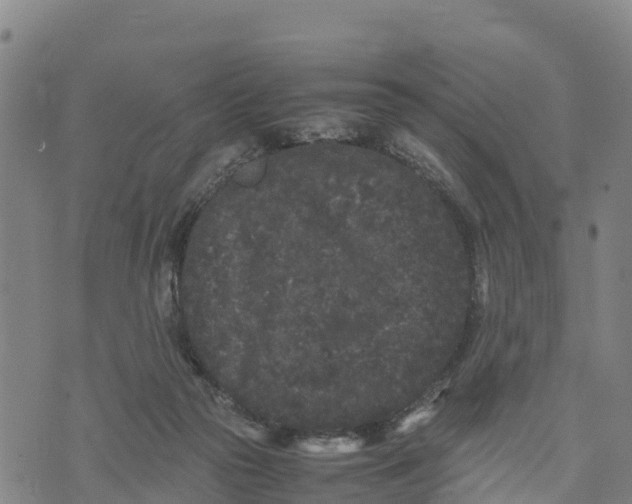 X0000072530169200608041606