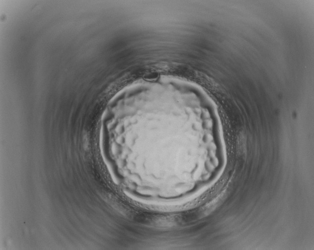 X0000072530178200608041606