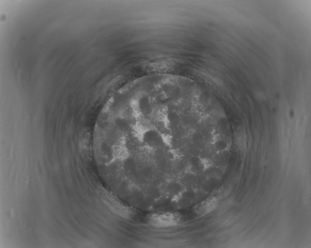 X0000072530181200608041606