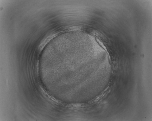 X0000072530194200608041605