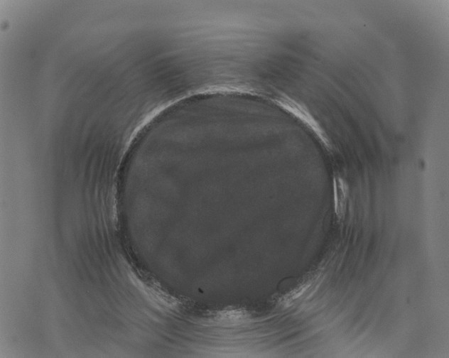 X0000072530204200608041605