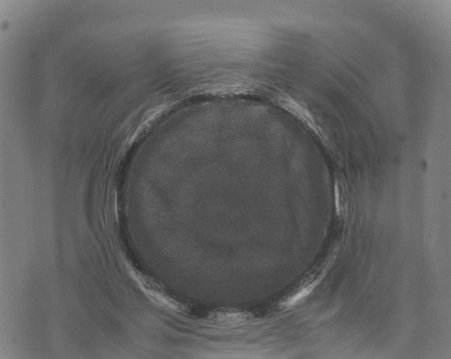 X0000072530205200608041605