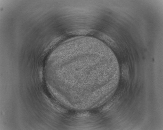 X0000072530206200608041605