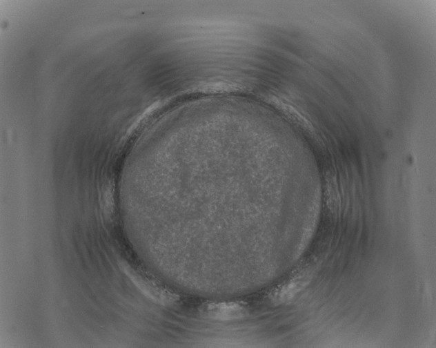 X0000072530208200608041605