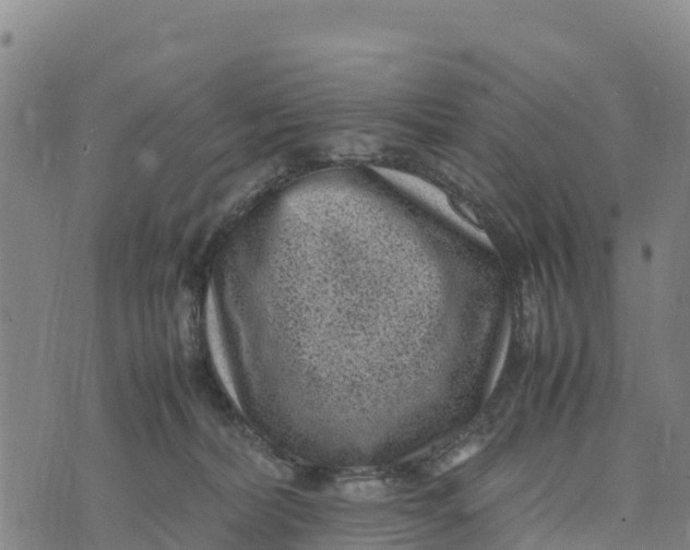 X0000072530228200608041605