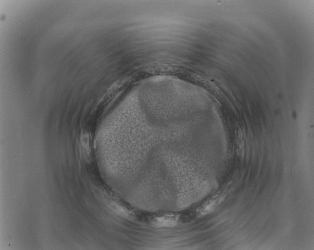 X0000072530232200608041605