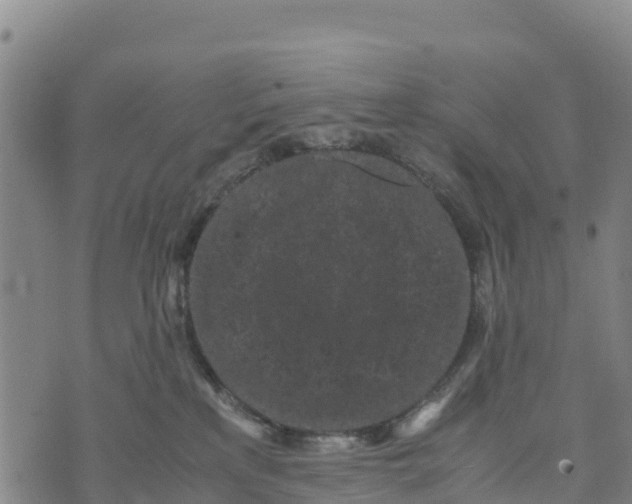 X0000072530233200608041605