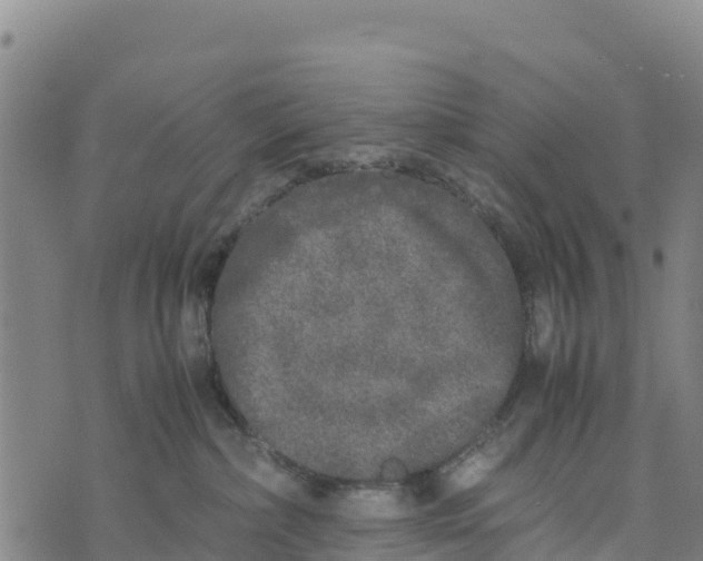 X0000072530236200608041605