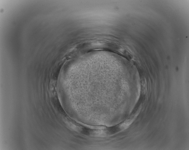 X0000072530237200608041605