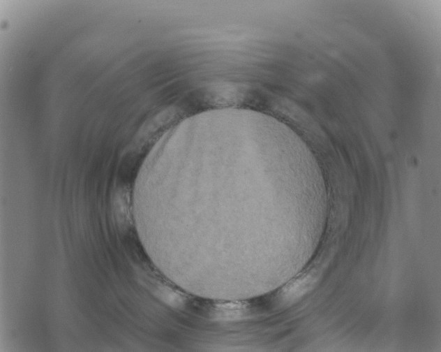 X0000072530240200608041605