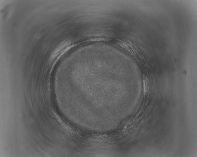 X0000072530243200608041604