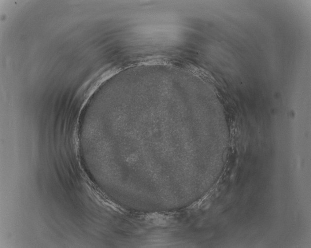 X0000072530290200608041604