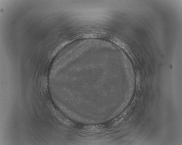 X0000072530297200608041604