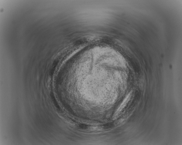 X0000072530319200608041603