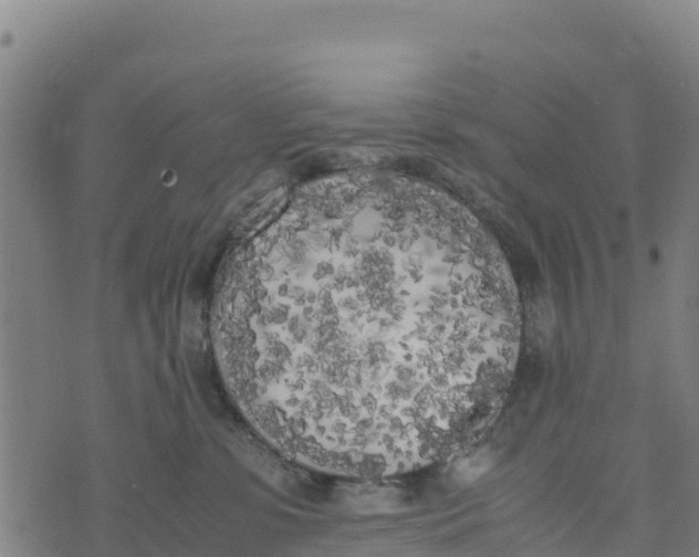 X0000072530331200608041603