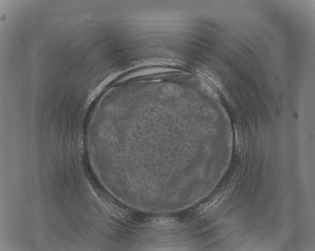 X0000072530348200608041603