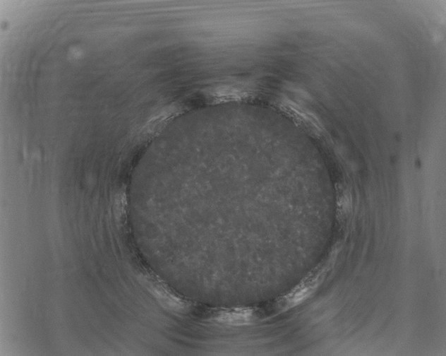 X0000072530369200608041603