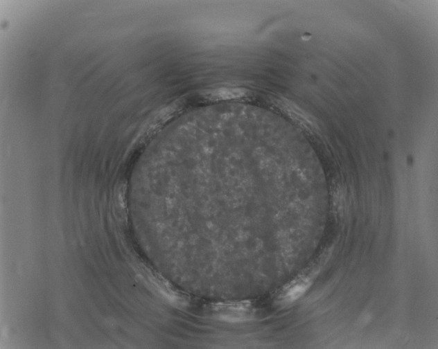 X0000072530373200608041603