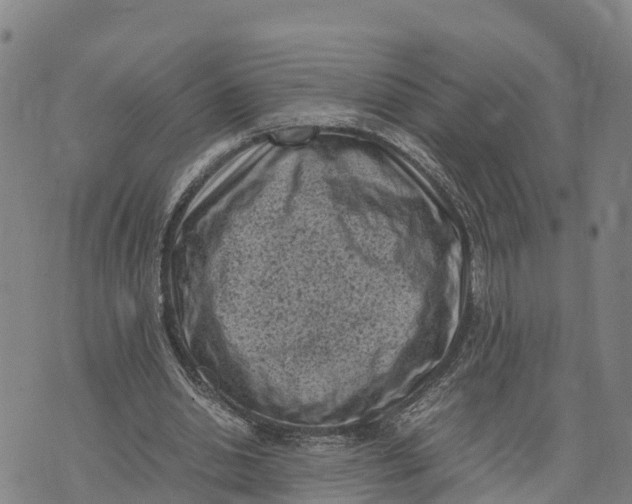 X0000072530438200608041601