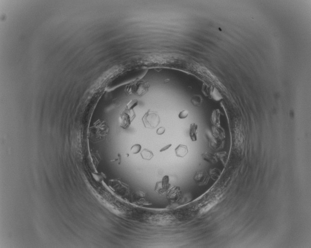 X0000072530444200608041601