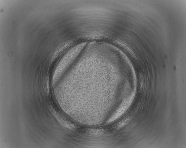 X0000072530494200608041601