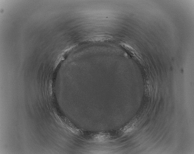 X0000072530504200608041600