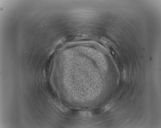 X0000072530520200608041600