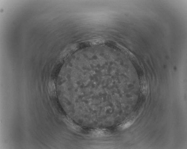 X0000072530523200608041600