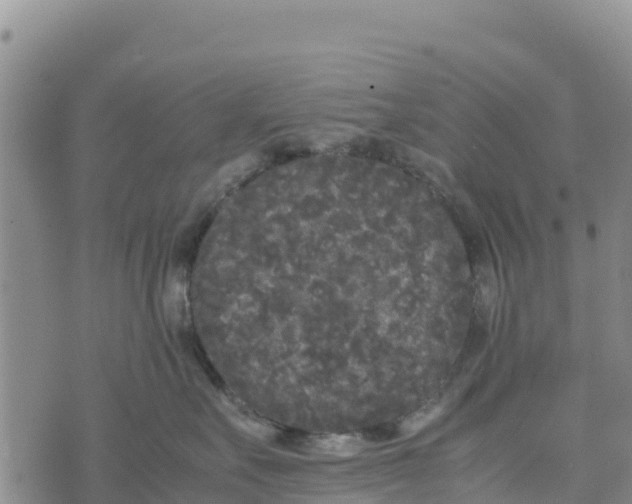 X0000072530527200608041600