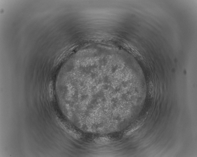 X0000072530594200608041559