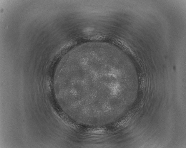 X0000072530643200608041558