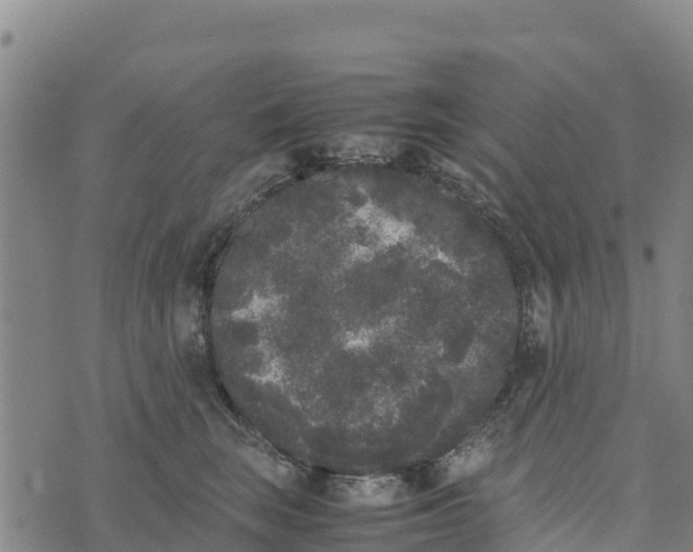 X0000072530663200608041558