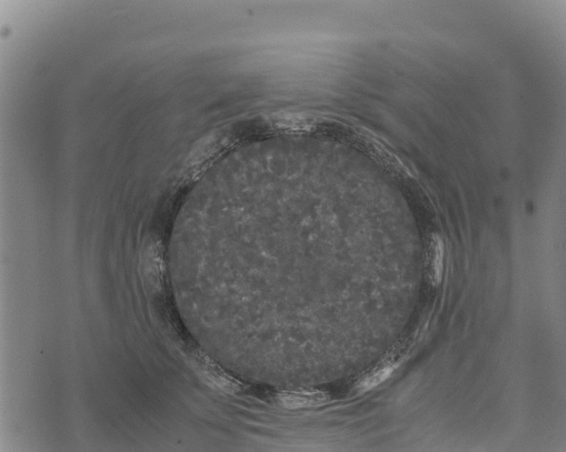 X0000072530707200608041557