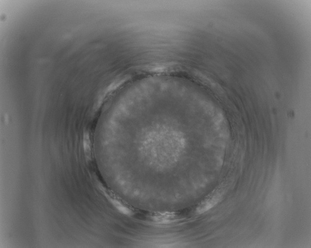 X0000072530720200608041557