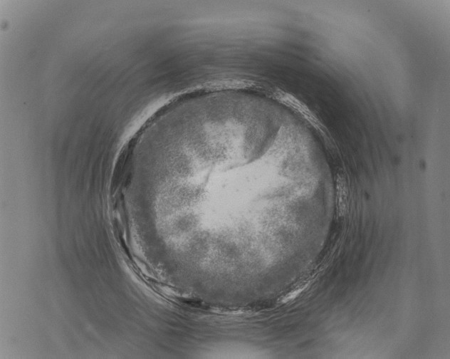 X0000072530726200608041556