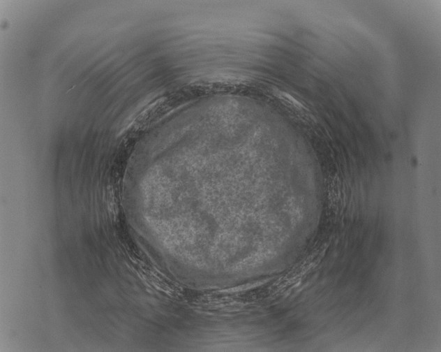 X0000072530774200608041556