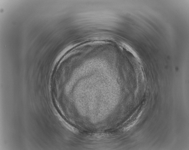 X0000072530803200608041556