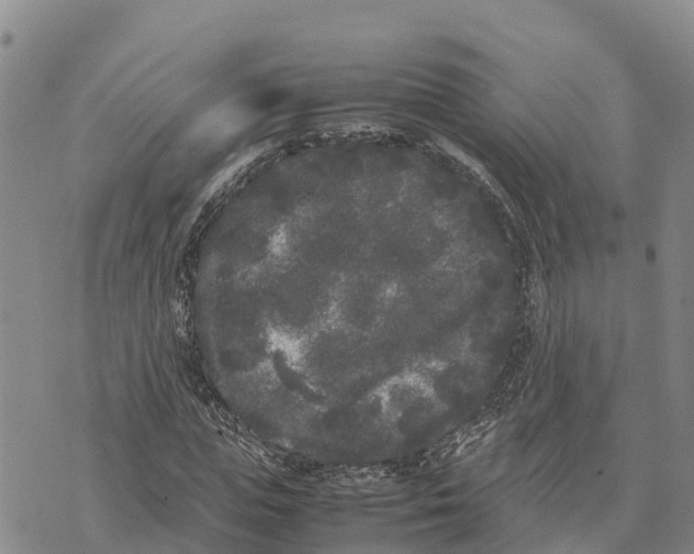 X0000072530823200608041555