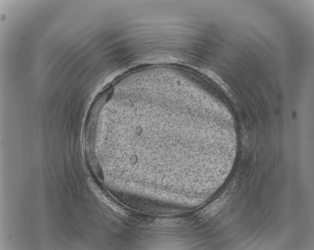 X0000072530840200608041555