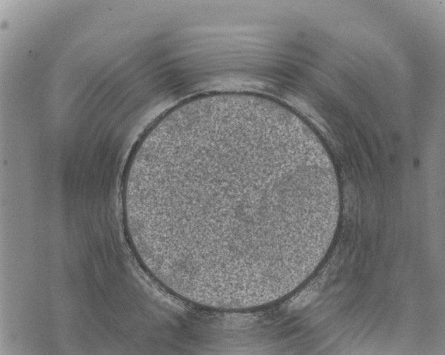 X0000072530848200608041555