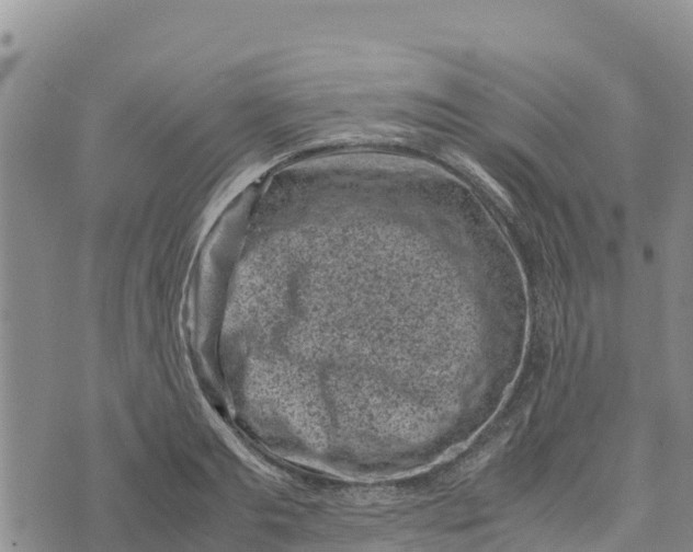 X0000072530893200608041554