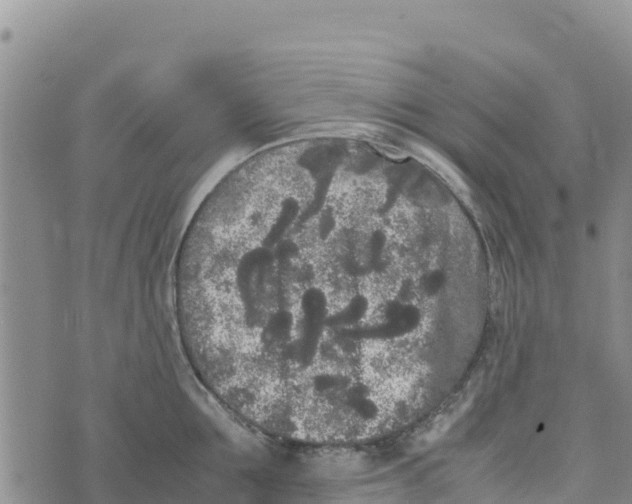 X0000072530907200608041554